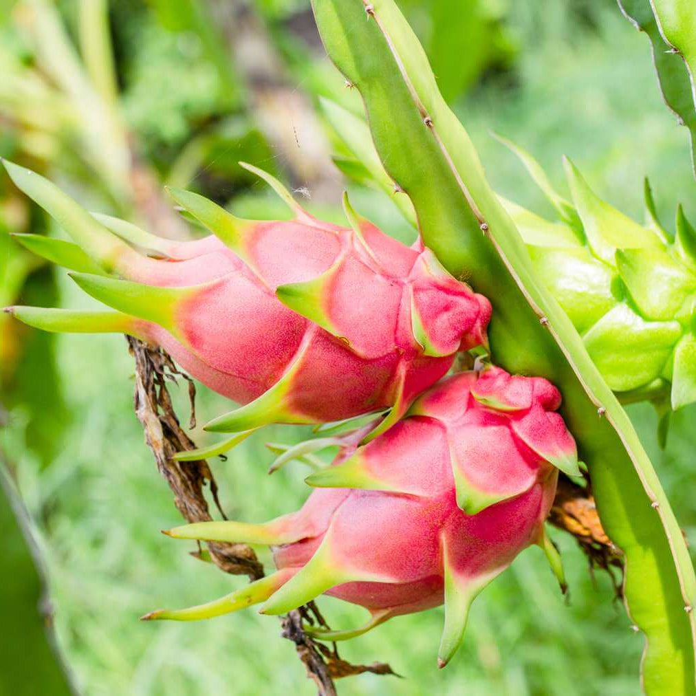 Dragon Fruit Seeds