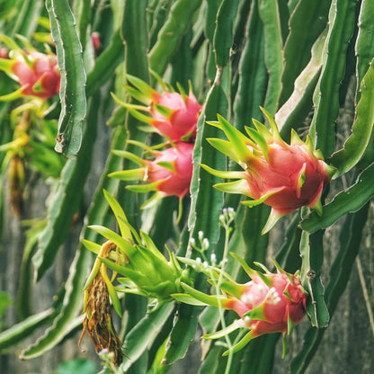 Dragon Fruit Seeds