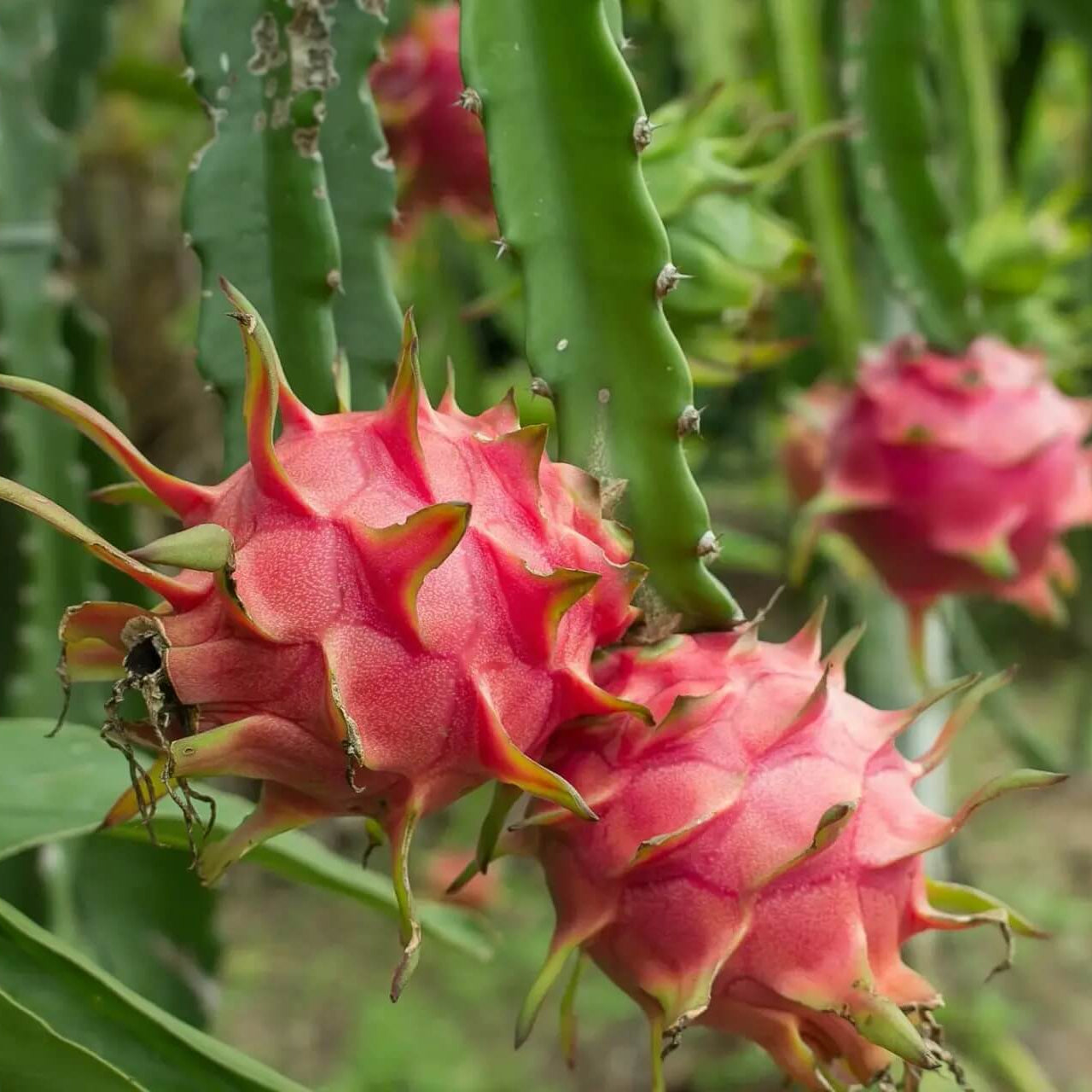 Dragon Seeds - Fruit Plant for Home Gardens