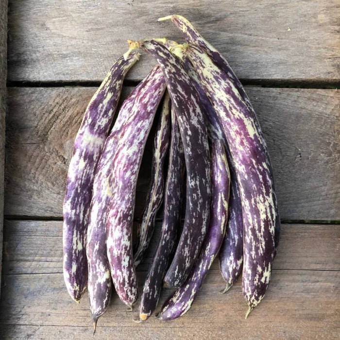 Dragon Tongue Bean Seeds - Vegetable Plant