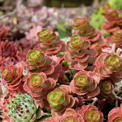 Dragon’s Blood Sedum Seeds