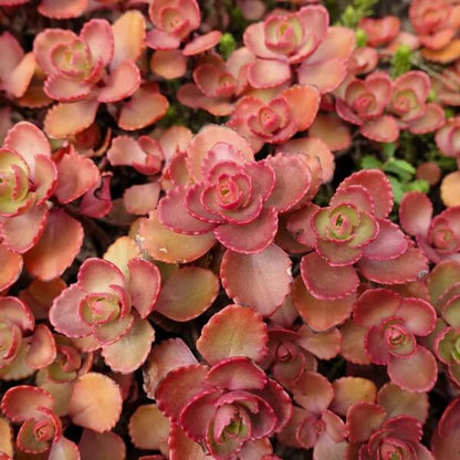 Dragon’s Blood Sedum Seeds
