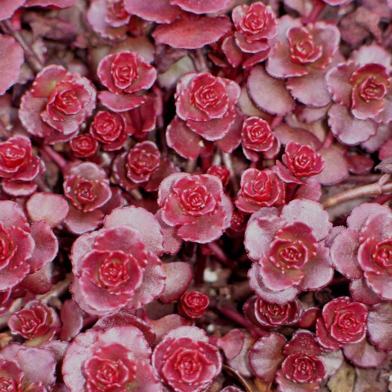 Dragon's Blood Stonecrop Seeds