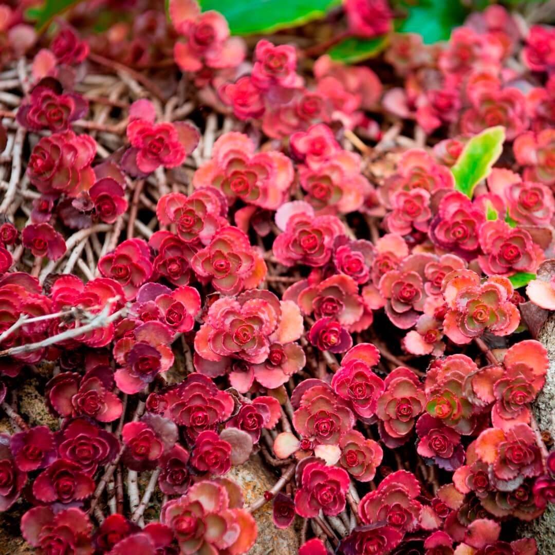 Dragon's Blood Stonecrop Seeds
