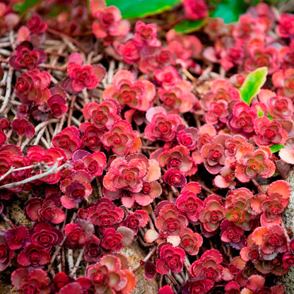 Dragon's Blood Stonecrop Seeds