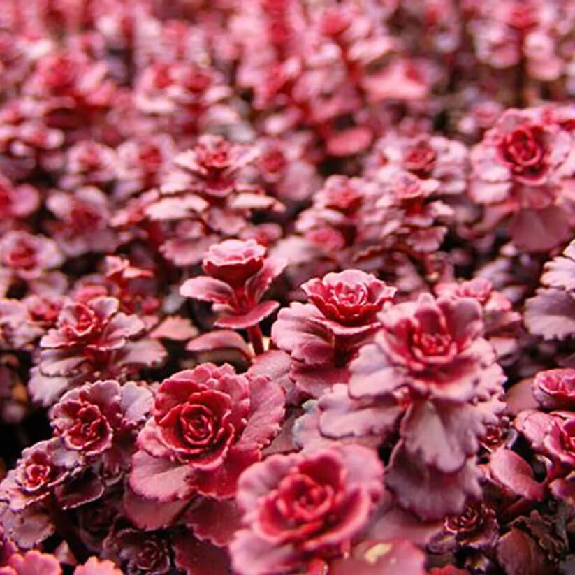 Dragon's Blood Stonecrop Seeds