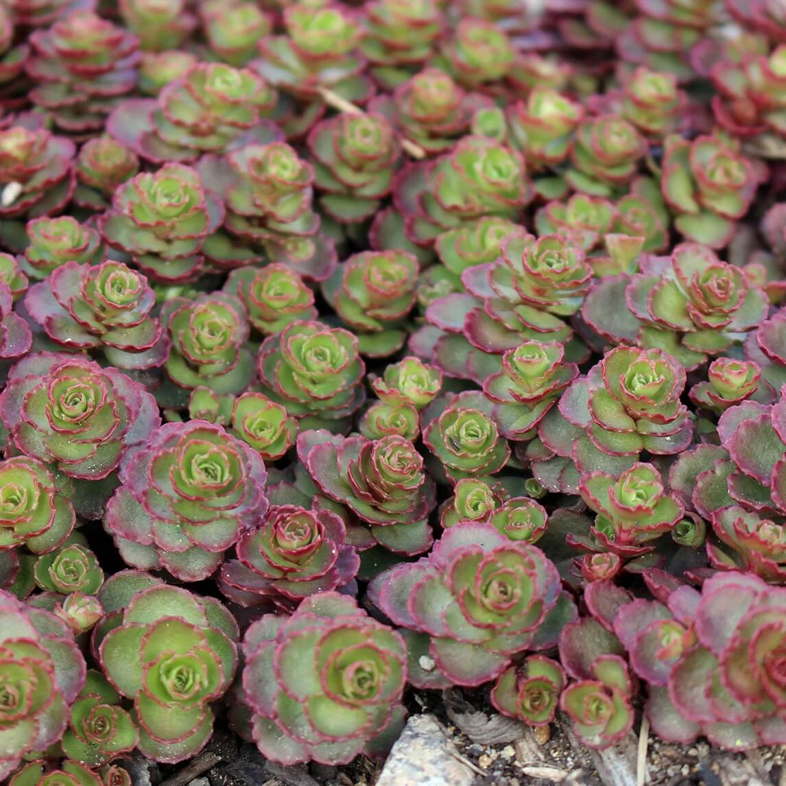 Dragon's Blood Stonecrop Seeds
