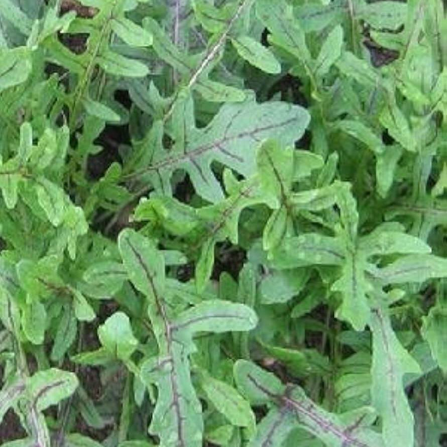 Dragon's Tongue Arugula Seeds - Heirloom Vegetable Plant for Home Gardens