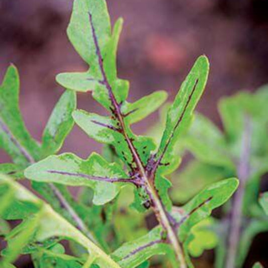 Dragon's Tongue Arugula Seeds - Heirloom Vegetable Plant for Home Gardens
