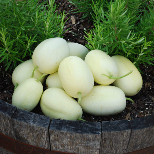 Dragon's egg cucumber seeds - Vegetable Plant
