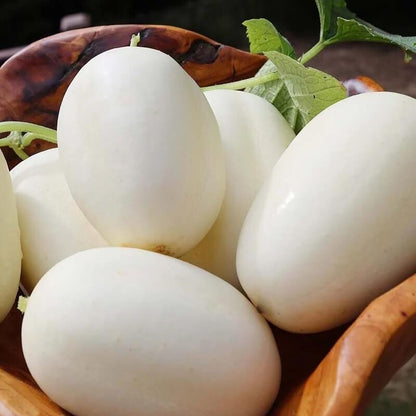 Dragon's egg cucumber seeds - Vegetable Plant