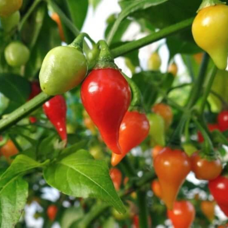 Drop Pepper Seeds - Heirloom Vegetable Plant for Home Gardens