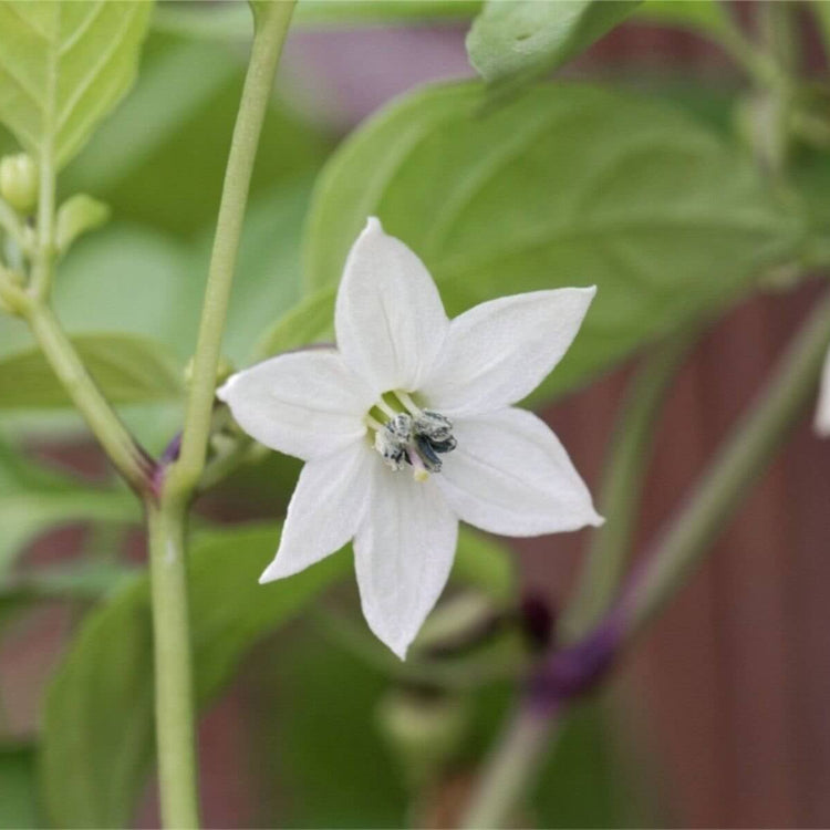 Drop Pepper Seeds - Heirloom Vegetable Plant for Home Gardens