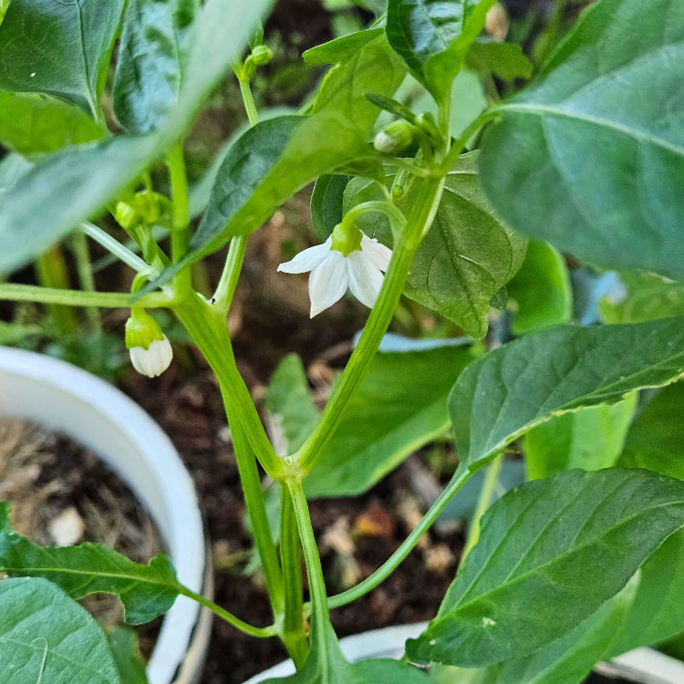 Drop Pepper Seeds - Heirloom Vegetable Plant for Home Gardens
