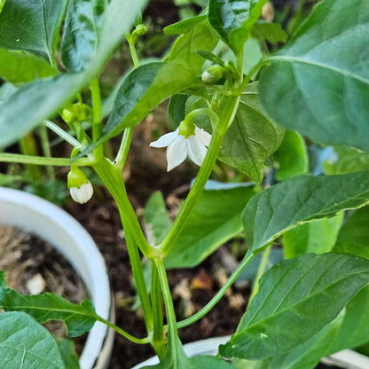 Drop Pepper Seeds - Heirloom Vegetable Plant for Home Gardens