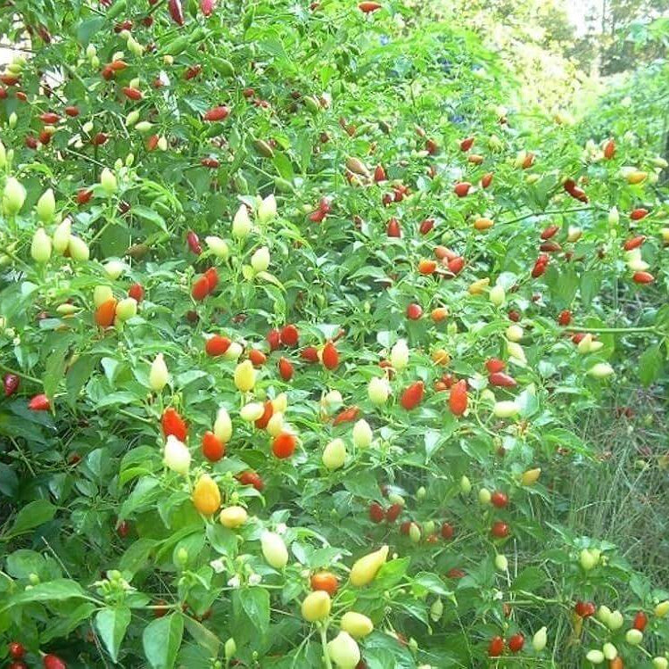 Drop Pepper Seeds - Heirloom Vegetable Plant for Home Gardens