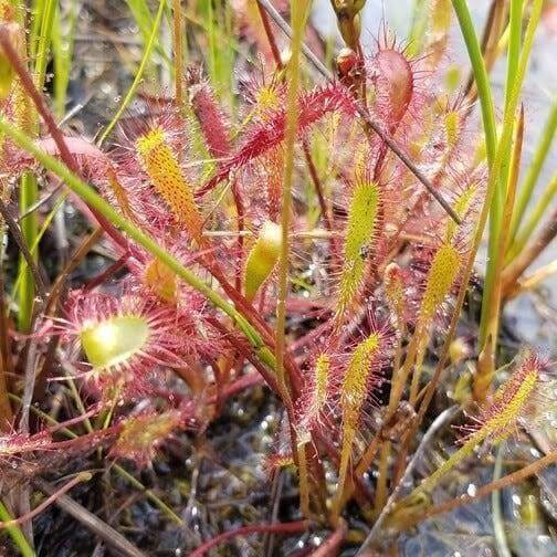 Drosera Anglica Great English Sundew Seeds 