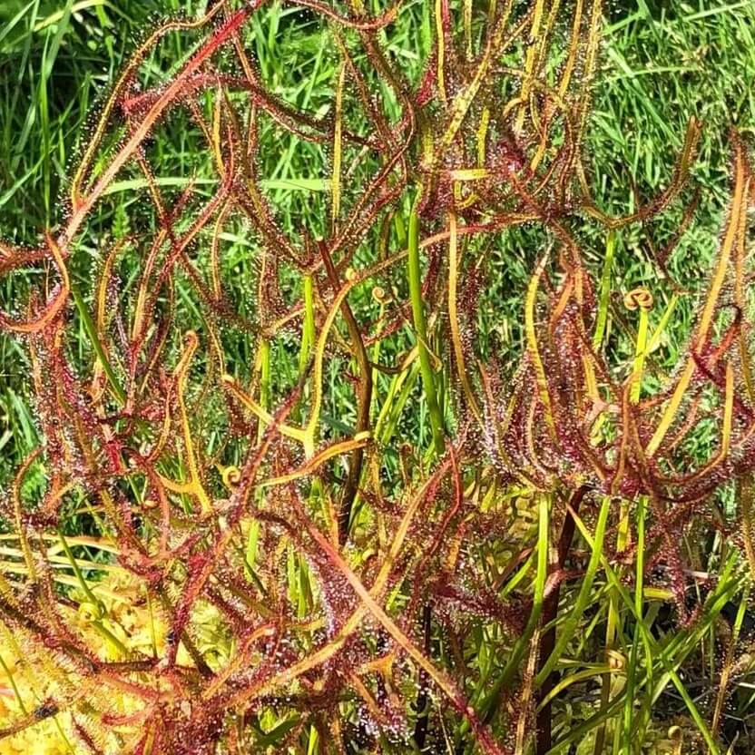 Drosera Binata Antler Leaf Sundew Seeds