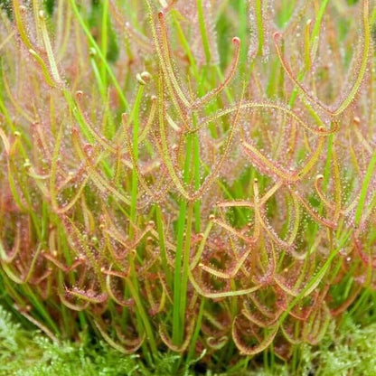 Drosera Binata Antler Leaf Sundew Seeds