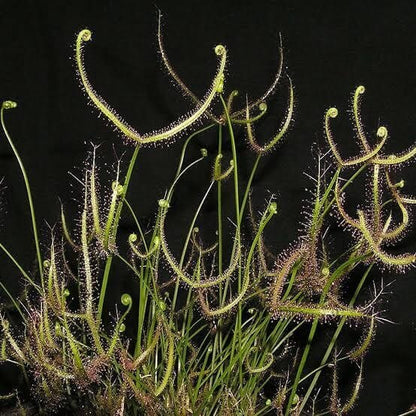 Drosera Binata Antler Leaf Sundew Seeds