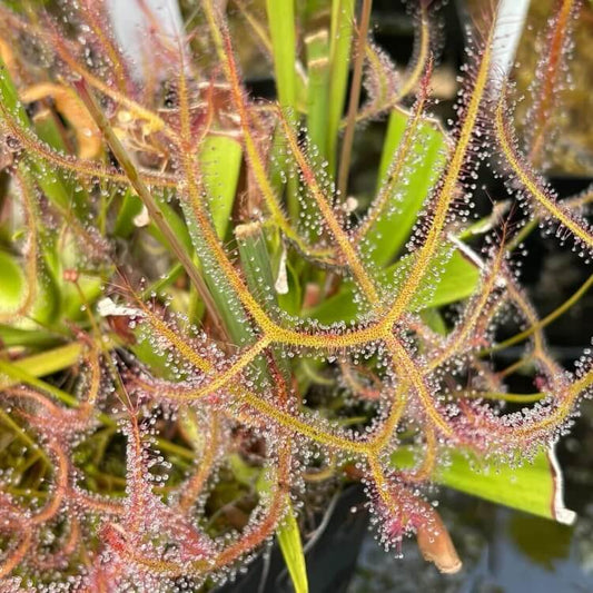 Drosera Binata Staghorn Sundew Seeds