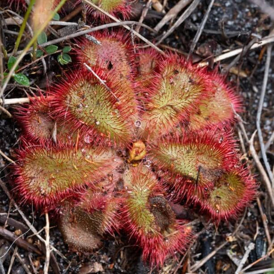 Drosera Brevifolia Dwarf Sundew Seeds