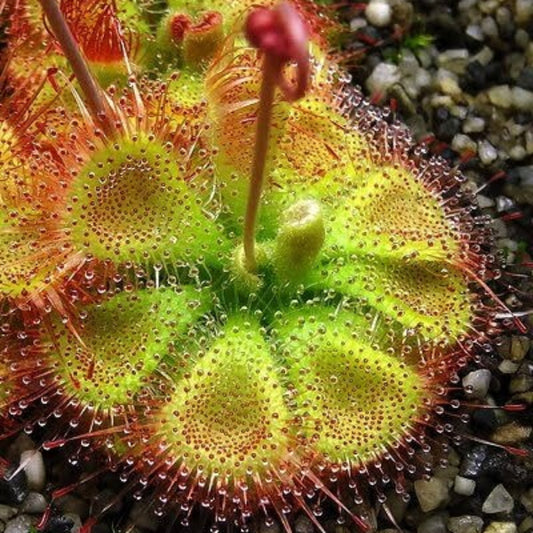 Drosera Burmannii Humpty Doo Seeds