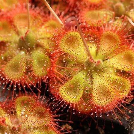 Drosera Burmannii Sundew Seeds 