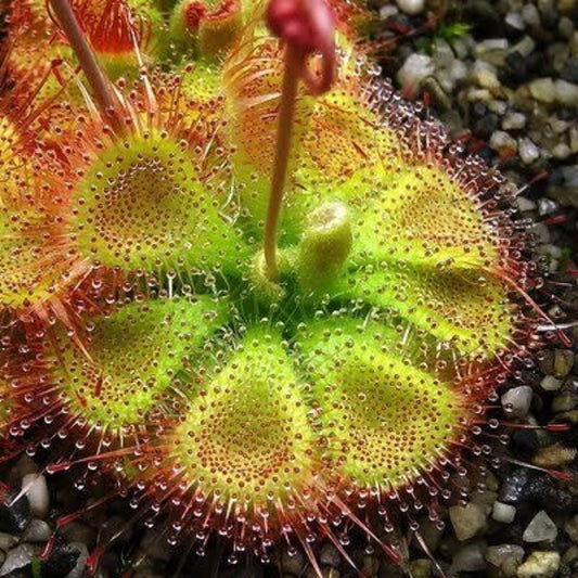 Drosera Burmannii Tropical Sundew Seeds