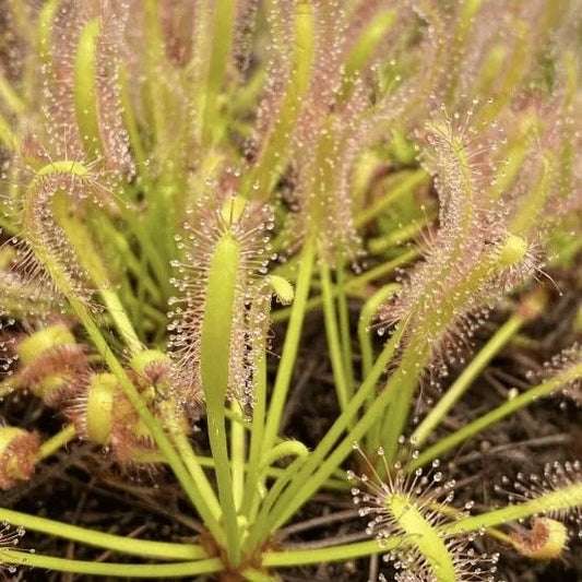 Drosera Capensis Alba Albino Cape Sundew Seeds 