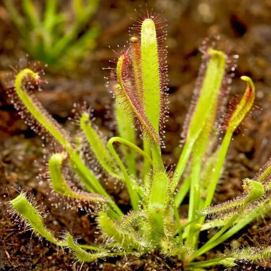 Drosera Capensis Broad Leaf Cape Sundew Seeds 