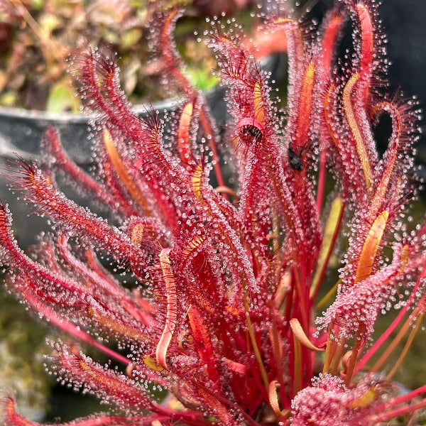 Drosera Capensis Red Cape Sundew Seeds