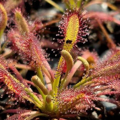 Drosera Capensis Red Cape Sundew Seeds