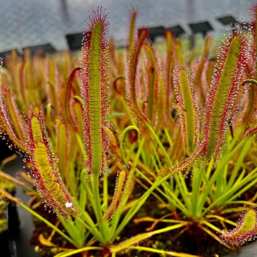 Drosera Capensis Red Leaf Cape Sundew Seeds 