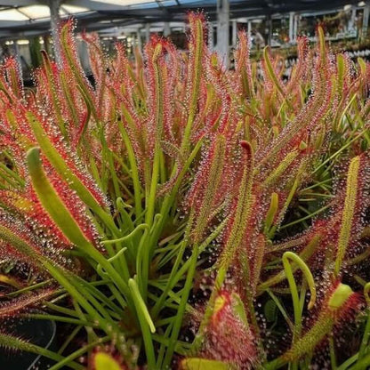Drosera Capensis Red Leaf Cape Sundew Seeds 