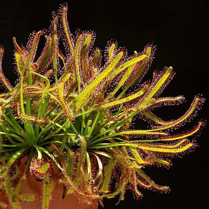 Drosera Capensis Red Leaf Cape Sundew Seeds 