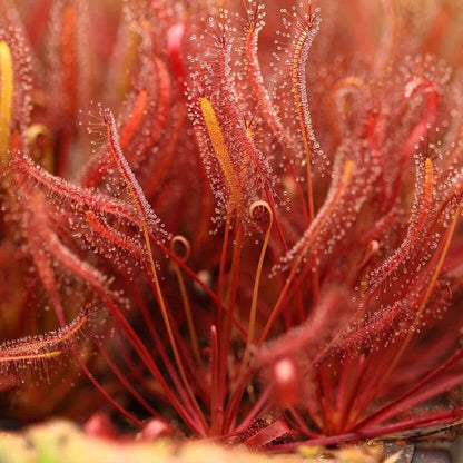 Drosera Capensis Red Leaf Cape Sundew Seeds 