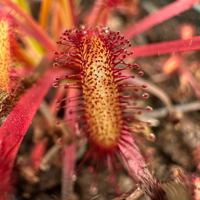 Drosera Capensis Sundew Seeds