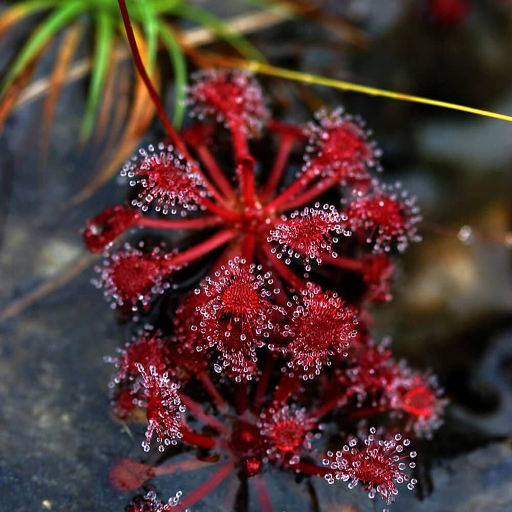 Drosera Capensis Sundew Seeds