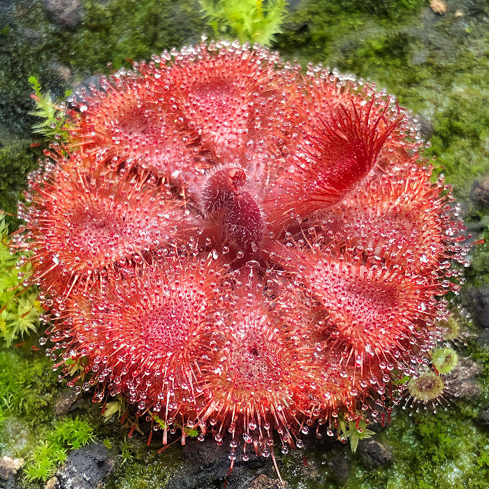 Drosera Carnivorous Sundew Seeds