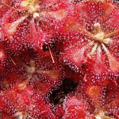 Drosera Carnivorous Sundew Seeds