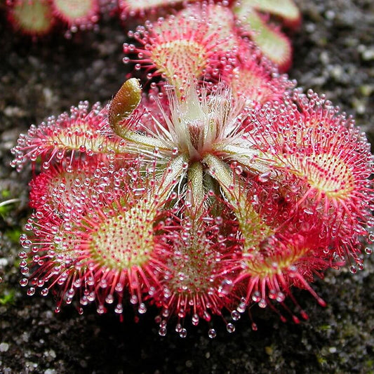 Drosera Carnivorous Sundew Seeds
