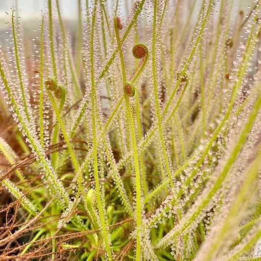 Drosera Filiformis Threadleaf Sundew Seeds 
