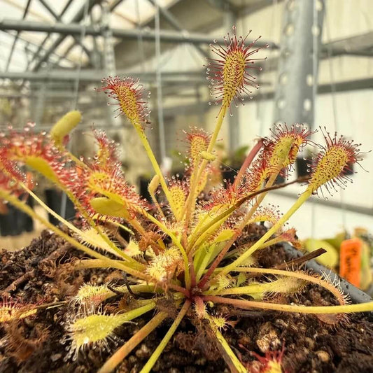 Drosera Gigantea Giant Sundew Seeds 