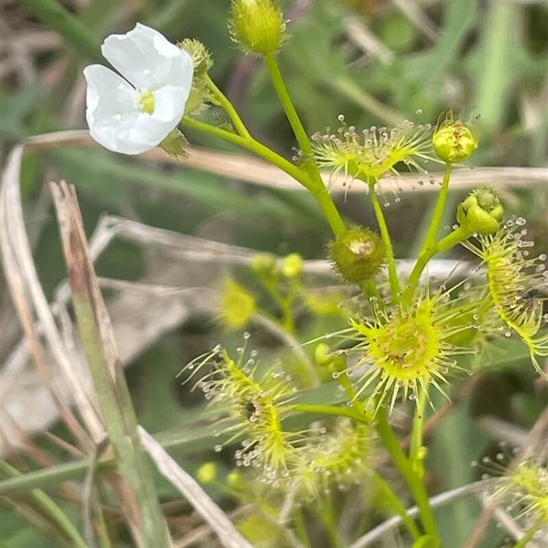 Drosera Hookeri Pale Sundew Seeds