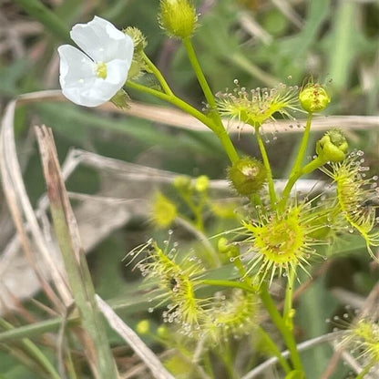 Drosera Hookeri Pale Sundew Seeds