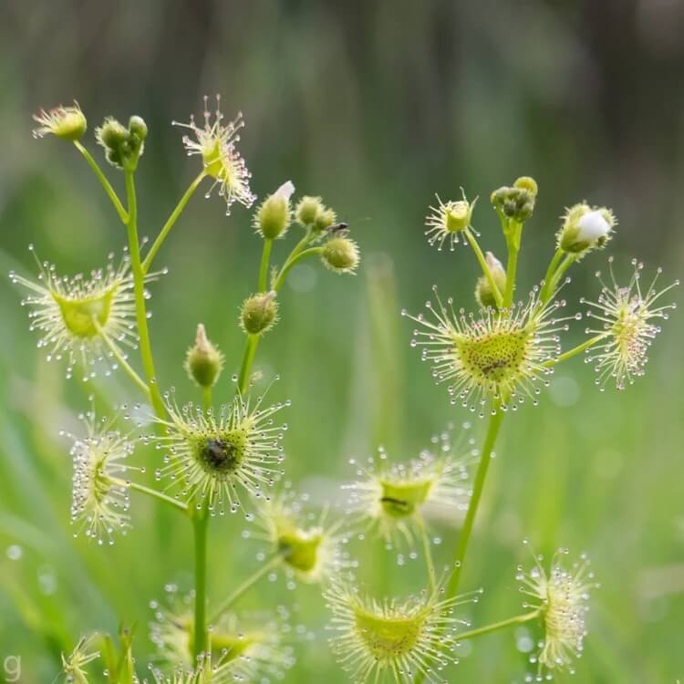 Drosera Hookeri Pale Sundew Seeds