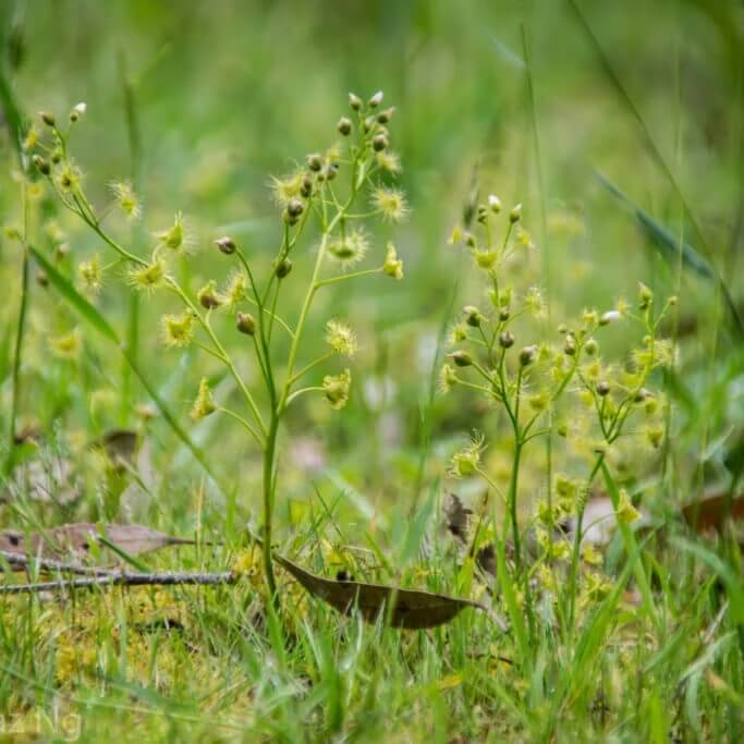 Drosera Hookeri Pale Sundew Seeds