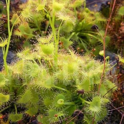 Drosera Hookeri Pale Sundew Seeds