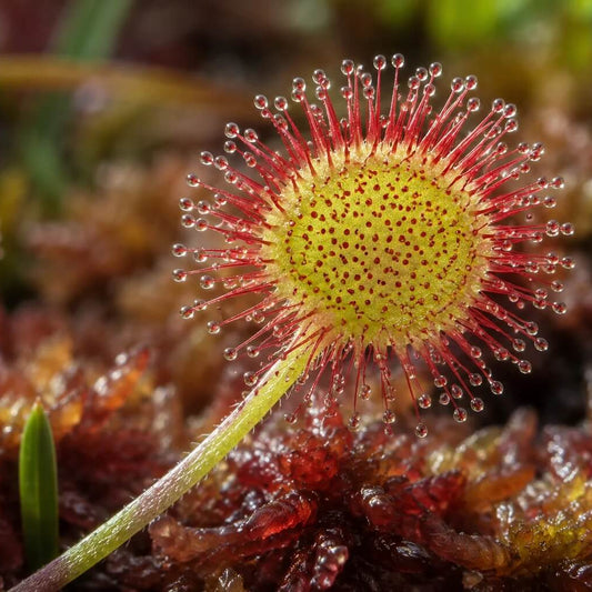 Drosera Intermedia Small Sundew Seeds 